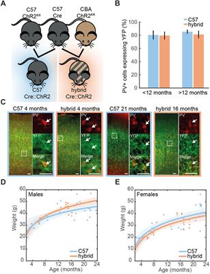 Cre-Dependent Optogenetic Transgenic Mice Without Early Age-Related Hearing Loss